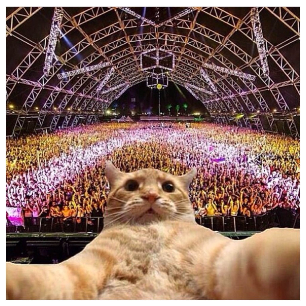 EDM Animals PLURNT Animals EDM Pets EDM Cats EDM Dogs