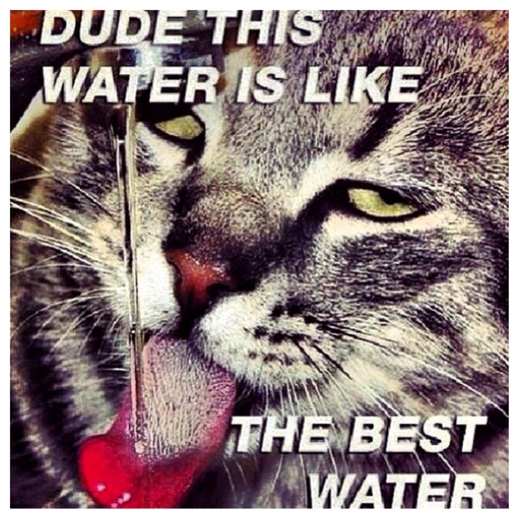 EDM Animals PLURNT Animals EDM Pets EDM Cats EDM Dogs